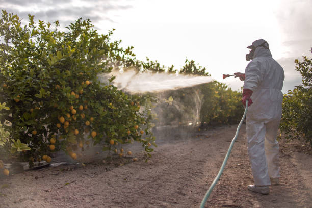 Best Wasp Removal Services  in Weddington, NC